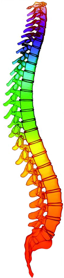 Spine as central energetic axis — colour spectrum illustration